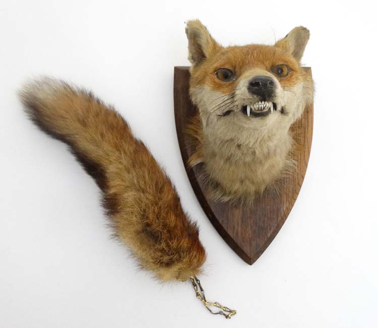 Taxidermy : A W Ecutt , Newport : A Fox Mask mounted on an oak shield plinth , together with Brush .