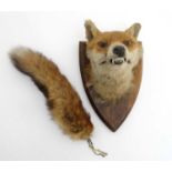 Taxidermy : A W Ecutt , Newport : A Fox Mask mounted on an oak shield plinth , together with Brush .