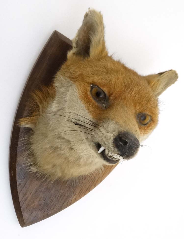 Taxidermy : A W Ecutt , Newport : A Fox Mask mounted on an oak shield plinth , together with Brush . - Image 2 of 7