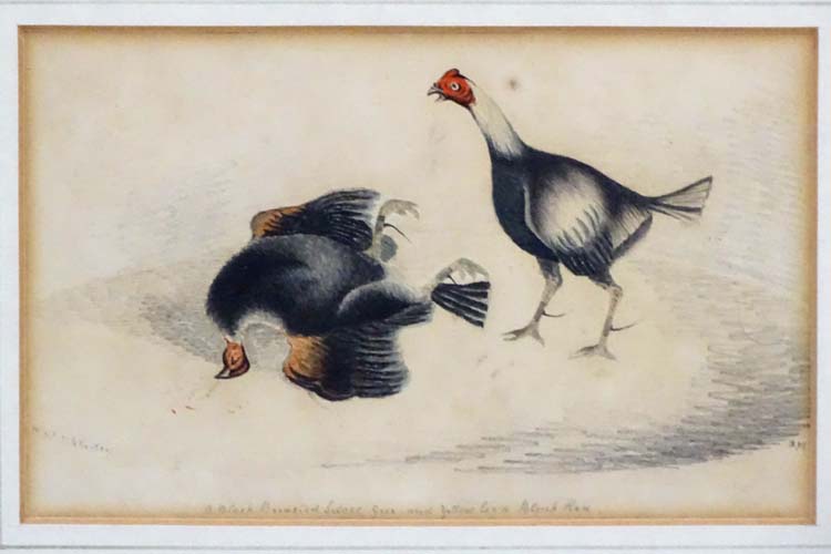 Cockfighting: WS Littlehestry? XVIII/XIV, Watercolour, - Image 3 of 5