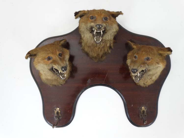 Taxidermy : An Edwardian mahogany wall plaque with three affixed Fox masks and two hangers ,