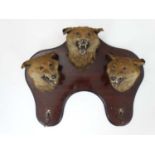 Taxidermy : An Edwardian mahogany wall plaque with three affixed Fox masks and two hangers ,