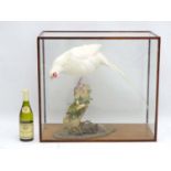 Taxidermy: A cased mount of a white cock pheasant by Nigel Lucas, posed standing,
