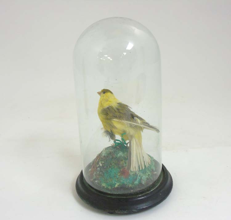 Taxidermy ; A c.