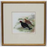 Norman Arlott (1947) Wildlife Illustrator, Watercolour, A brace of Black Grouse Scottish Game Birds,