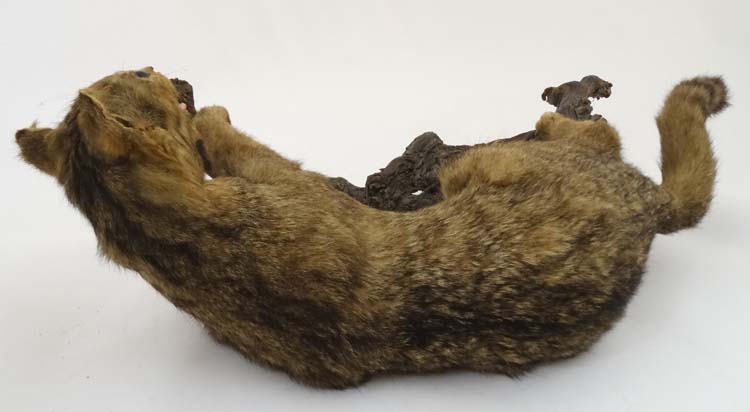 Taxidermy: An early 20thC mount of a cat, posed in aggressive stance, affixed to a walnut branch, - Image 2 of 5