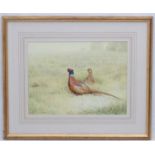 Shooting: Ben Hoskyns (1963), Watercolour, Brace of pheasant, a cock and hen in a long grass field,