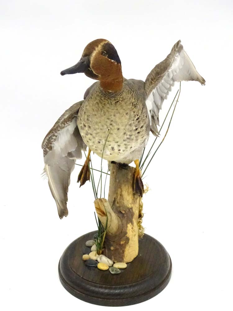 Taxidermy: A cased mount of a Teal by Nigel Lucas, posed in springing position, - Image 6 of 8