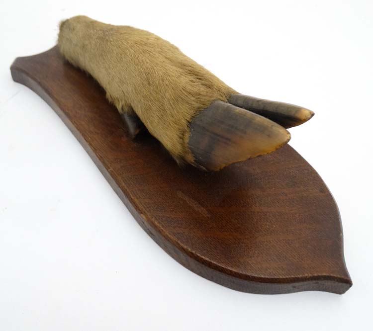 Taxidermy : a ' Deer Slot ' ( Red Deer hoof ) affixed to a stained oak shield mount , 12 3/4" long. - Image 4 of 5