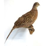 Taxidermy : A full mount of a Hen Pheasant , posed upon a branch with brackets for wall hanging .