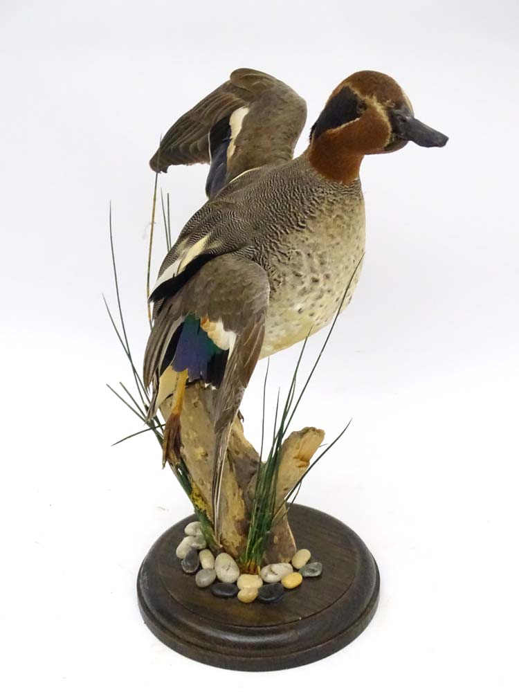 Taxidermy: A cased mount of a Teal by Nigel Lucas, posed in springing position, - Image 8 of 8