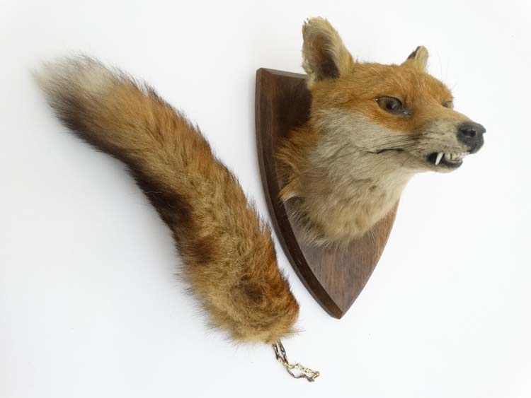 Taxidermy : A W Ecutt , Newport : A Fox Mask mounted on an oak shield plinth , together with Brush . - Image 4 of 7