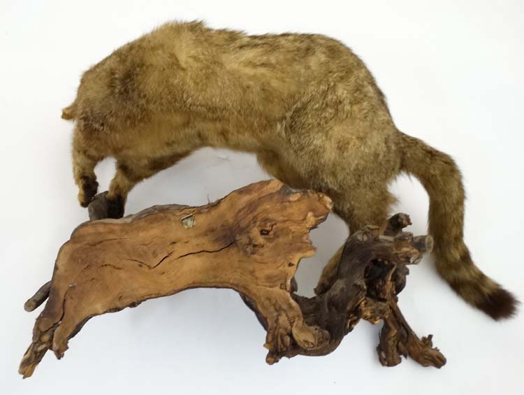 Taxidermy: An early 20thC mount of a cat, posed in aggressive stance, affixed to a walnut branch, - Image 3 of 5