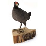 Taxidermy : A full body mount of an Eurasian Moorhen , posed upon a branch .