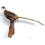 Taxidermy : A full mount of a Reeves Pheasant , posed upon a branch with brackets for wall hanging .