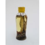 Taxidermy : A preserved Cobra in bottle , placed in attacking position with open hood .