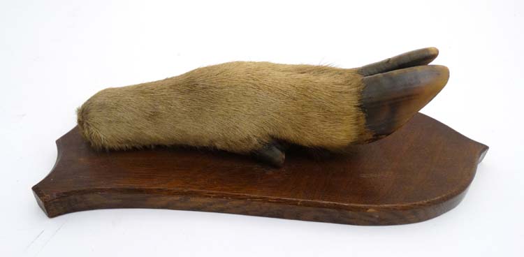 Taxidermy : a ' Deer Slot ' ( Red Deer hoof ) affixed to a stained oak shield mount , 12 3/4" long. - Image 3 of 5