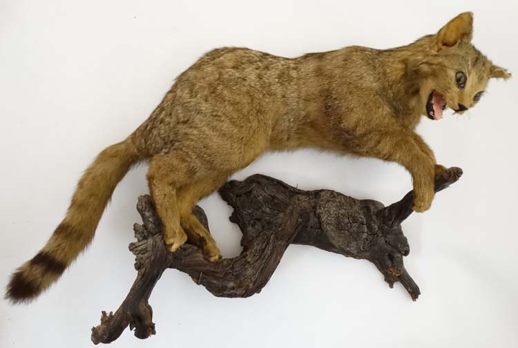 Taxidermy: An early 20thC mount of a cat, posed in aggressive stance, affixed to a walnut branch,