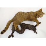 Taxidermy: An early 20thC mount of a cat, posed in aggressive stance, affixed to a walnut branch,