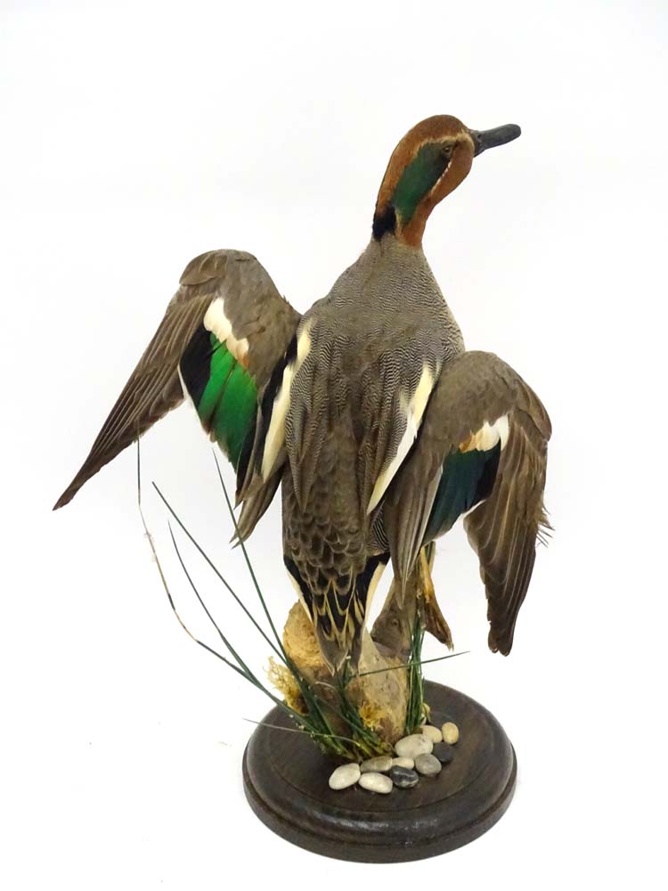 Taxidermy: A cased mount of a Teal by Nigel Lucas, posed in springing position, - Image 2 of 8