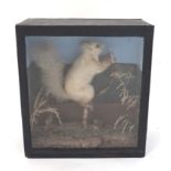 Taxidermy : A cased full mount of a leucistic Red Squirrel ,