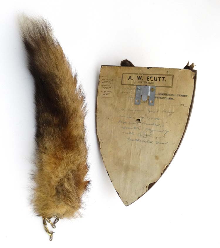 Taxidermy : A W Ecutt , Newport : A Fox Mask mounted on an oak shield plinth , together with Brush . - Image 6 of 7