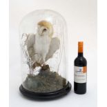 Taxidermy : A c1900 dome - cased Barn Owl ,