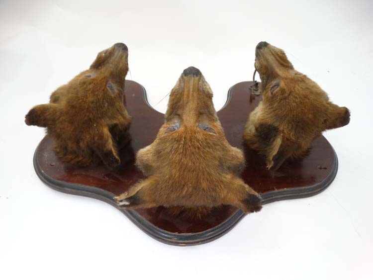 Taxidermy : An Edwardian mahogany wall plaque with three affixed Fox masks and two hangers , - Image 4 of 5