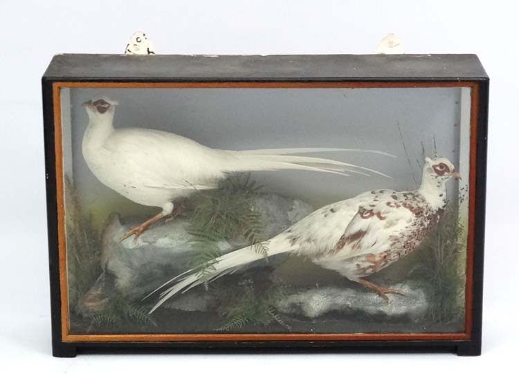 Taxidermy : An early 20thC cased pair of Leucistic Cock Pheasants , - Image 2 of 7