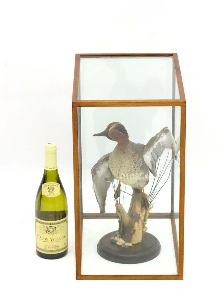 Taxidermy: A cased mount of a Teal by Nigel Lucas, posed in springing position,