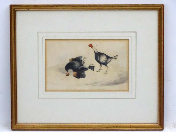 Cockfighting: WS Littlehestry? XVIII/XIV, Watercolour,