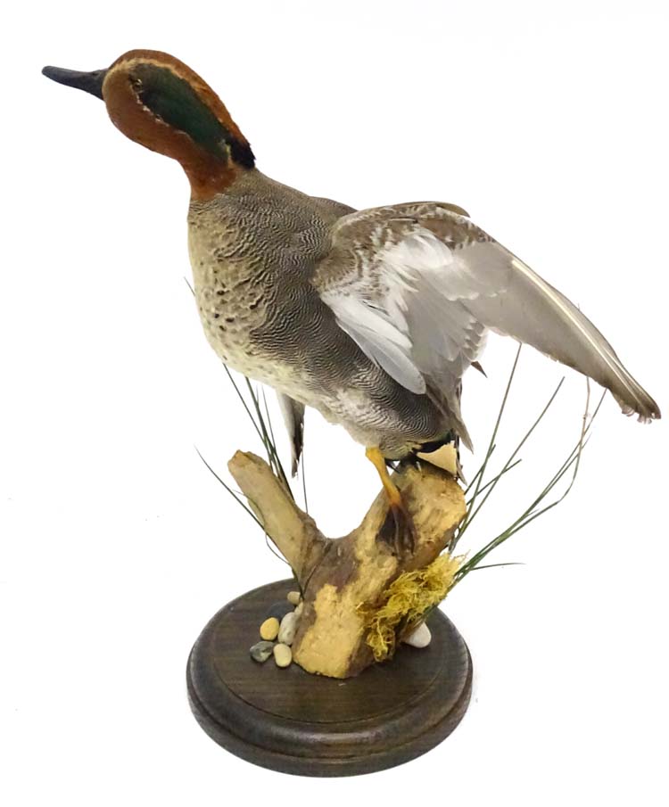 Taxidermy: A cased mount of a Teal by Nigel Lucas, posed in springing position, - Image 7 of 8