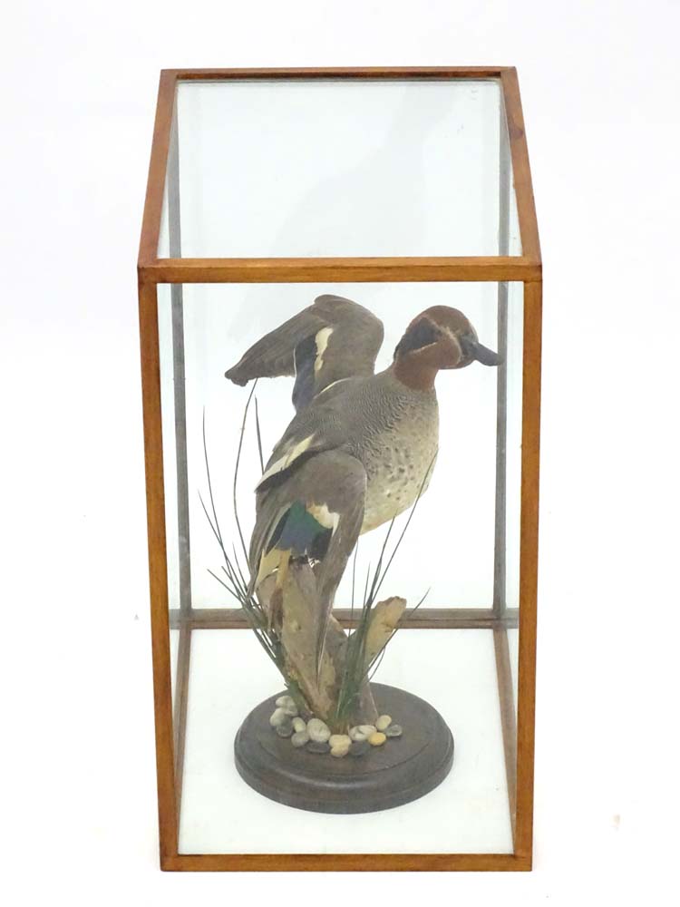 Taxidermy: A cased mount of a Teal by Nigel Lucas, posed in springing position, - Image 3 of 8