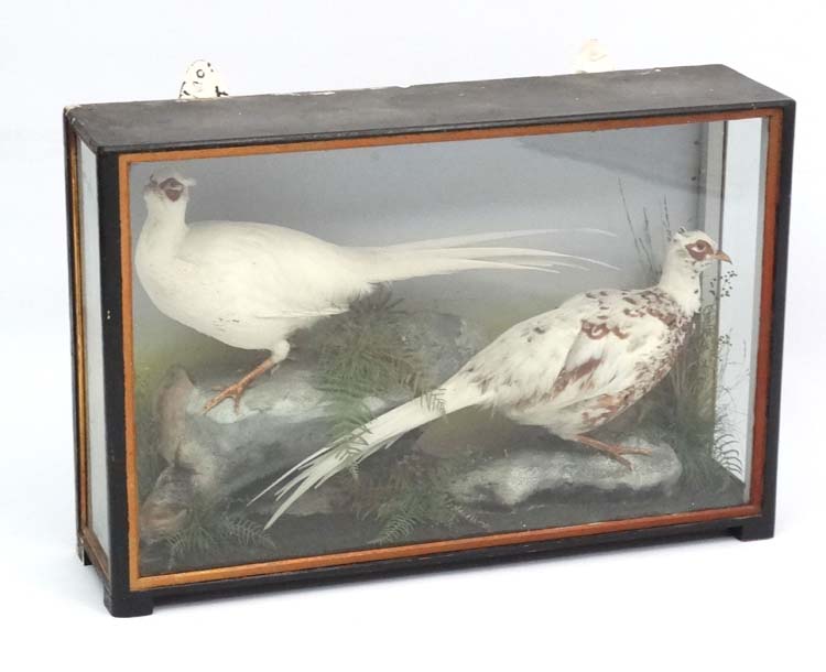 Taxidermy : An early 20thC cased pair of Leucistic Cock Pheasants ,