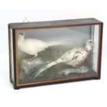 Taxidermy : An early 20thC cased pair of Leucistic Cock Pheasants ,