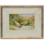 After N Cruikshank 1865, Coloured print, A Chaffinch & a Greenfinch,