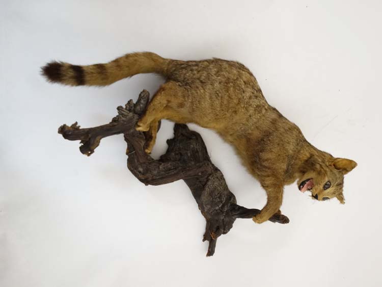 Taxidermy: An early 20thC mount of a cat, posed in aggressive stance, affixed to a walnut branch, - Image 4 of 5