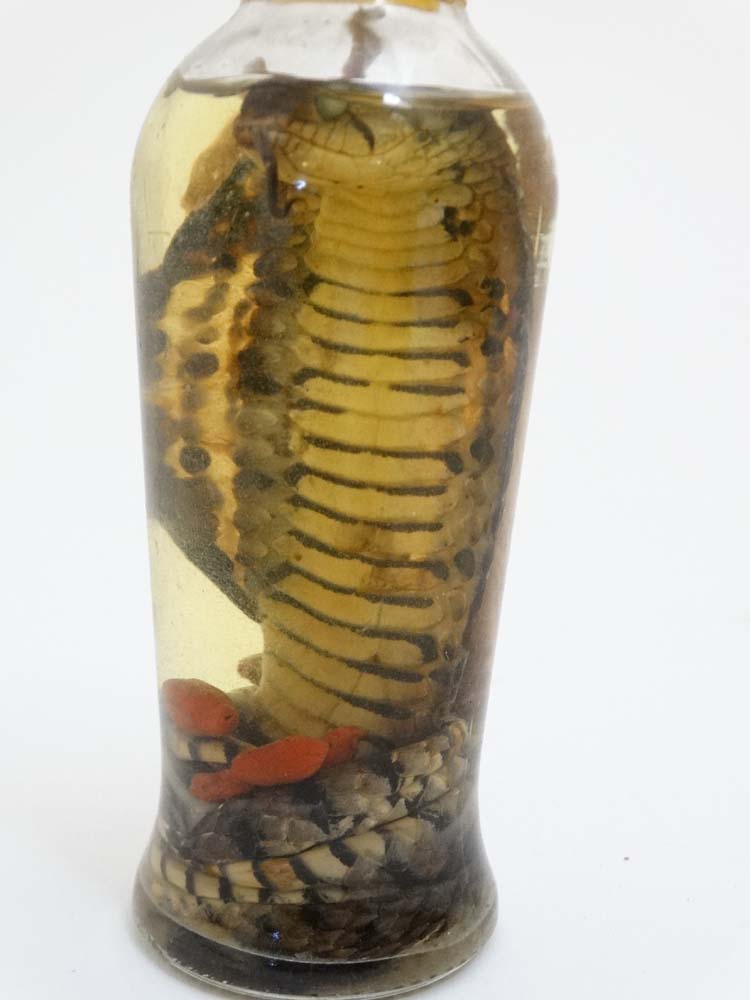 Taxidermy : A preserved Cobra in bottle , placed in attacking position with open hood . - Image 5 of 6