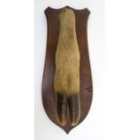 Taxidermy : a ' Deer Slot ' ( Red Deer hoof ) affixed to a stained oak shield mount , 12 3/4" long.