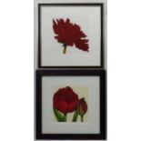 Botanical prints, Signed and limited edition Coloured print, two, Tulips 11/195 and Peony 16 / 195,