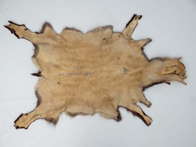 Taxidermy : A full Goat skin, - Image 4 of 7