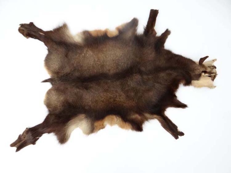 Taxidermy : A full Goat skin, - Image 7 of 7