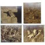 Four enlarged exhibition size sepia photographs of bird subjects by Eric J.