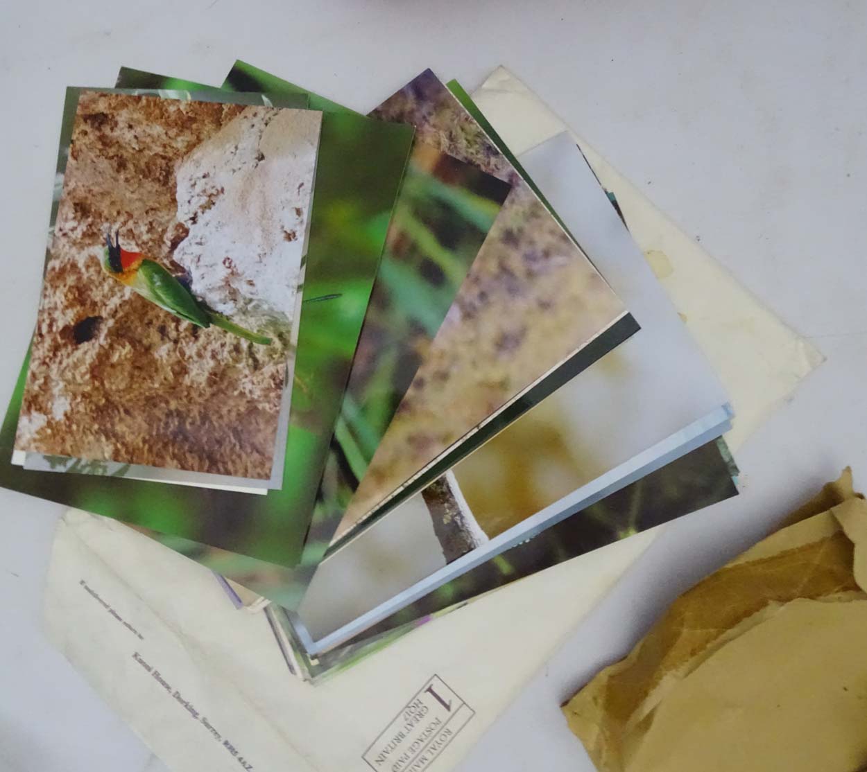 A large quantity of assorted photographs / slides etc mostly to include natural History subjects - Image 13 of 18