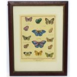 Lepidoptera : A polychrome printed framed page of ' Papillons d'Europa ' .