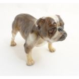 A Royal Doulton figure modelled as an English bull dog in brindle and white gloss finish,