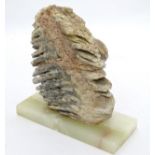 A fossilized tooth, possibly from a mammoth. Mounted on an onyx base.