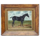 George Paice (1854-1925) Equine School Oil on board 'Saturday 97' portrait of a Black Horse with