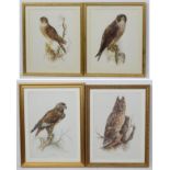 After Wilhelm Buhler (1924-2004) German, 4 coloured engravings, Asia-outs ( Long Eared Owl ),