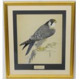 William Neave Parker (1910-1961), Watercolour, 'Peregrine Falcon ',